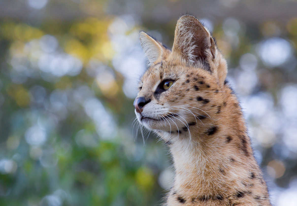 Portrait de serval