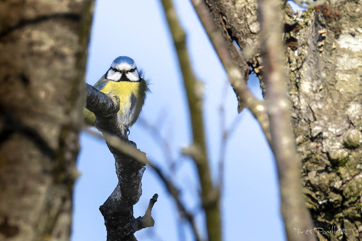 Mésange bleu