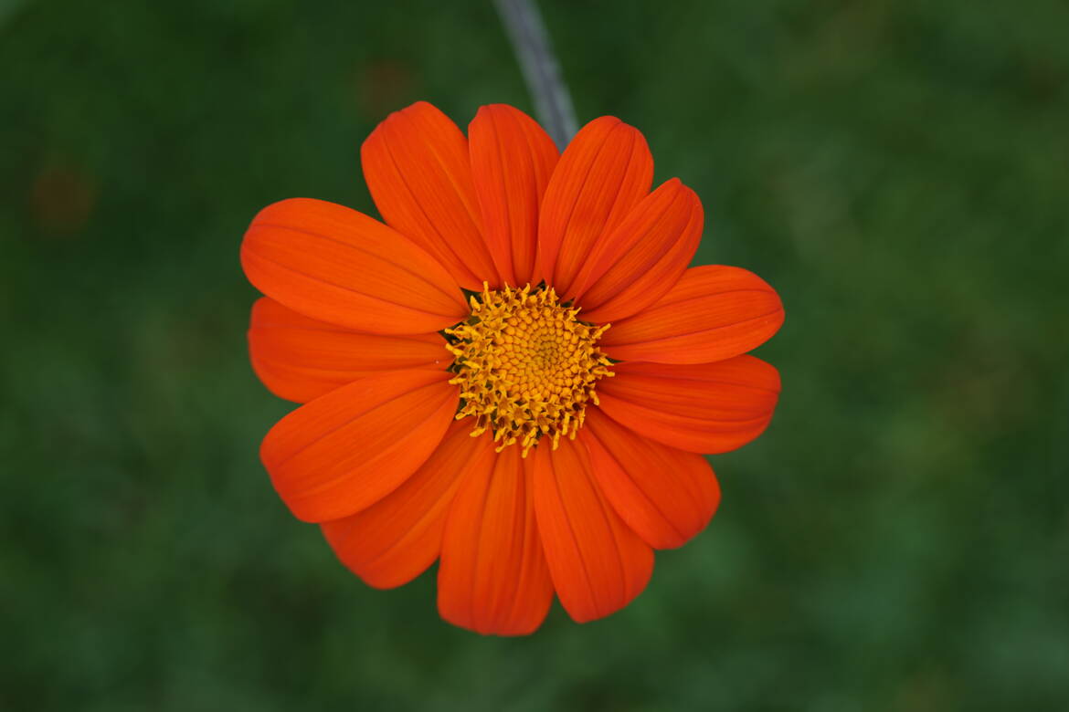 Une simple fleur orange