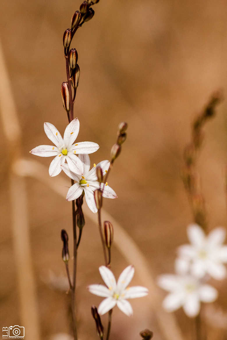 5 white flowers
