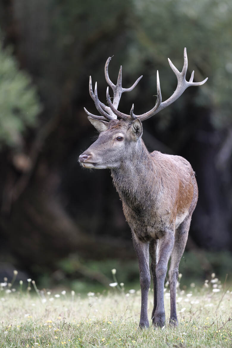 Bambi a bien grandit :-)