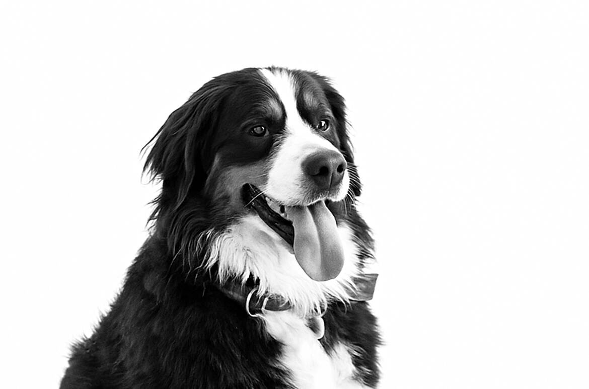 Quand Charlotte rencontre l'IA