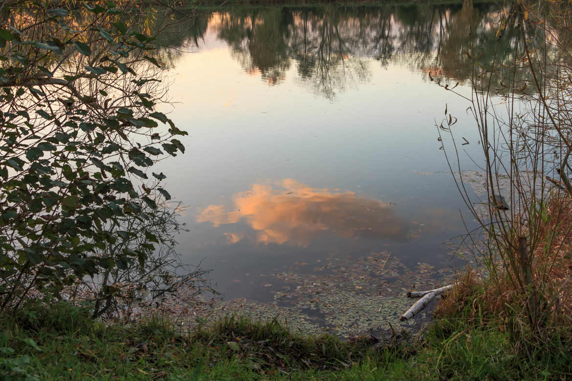 Reflets dans l'étang