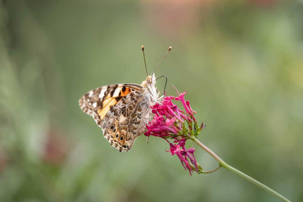 La quête du nectar