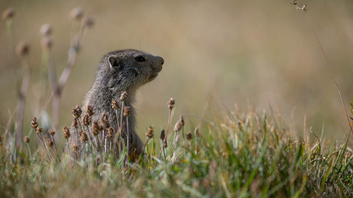 La vigie des alpages