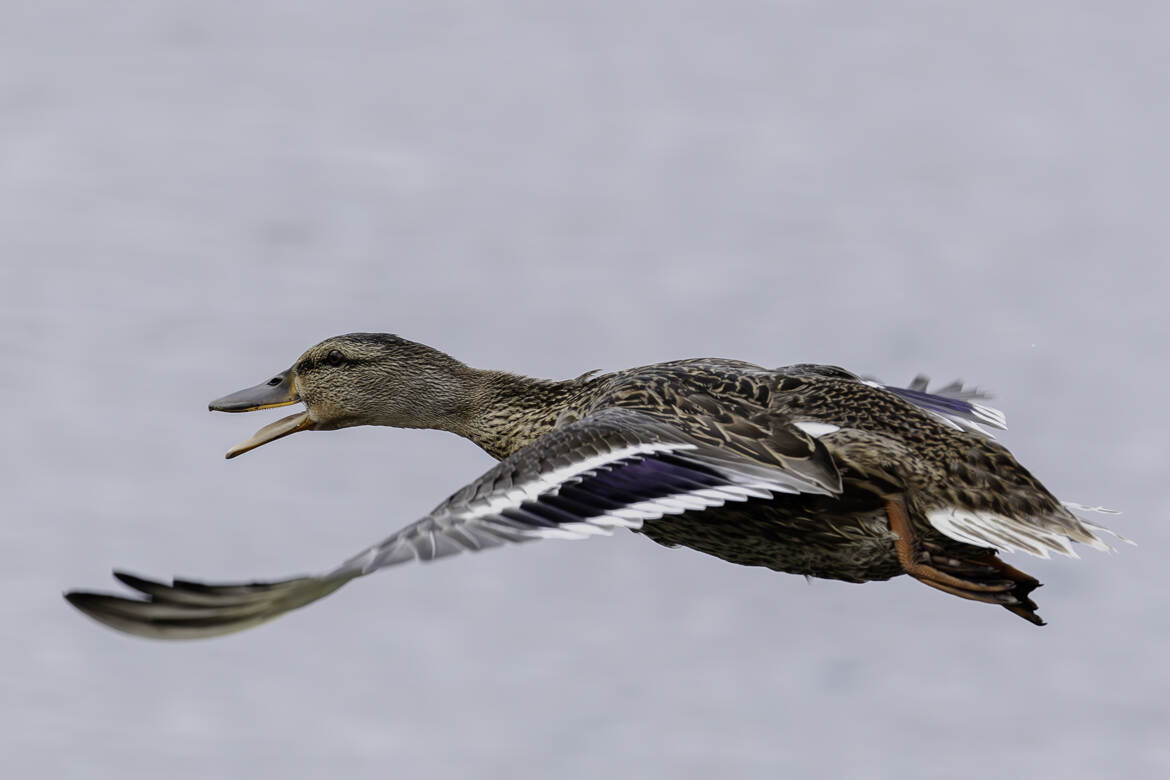 Femelle du canard colvert