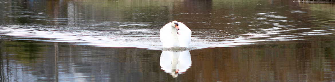 cigne