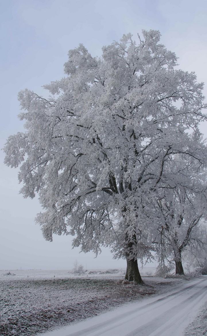 Arbre givré