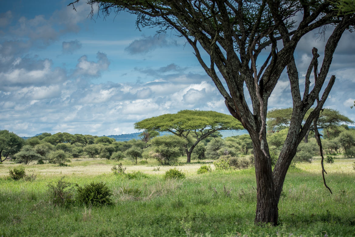 Paysage Tanzanien