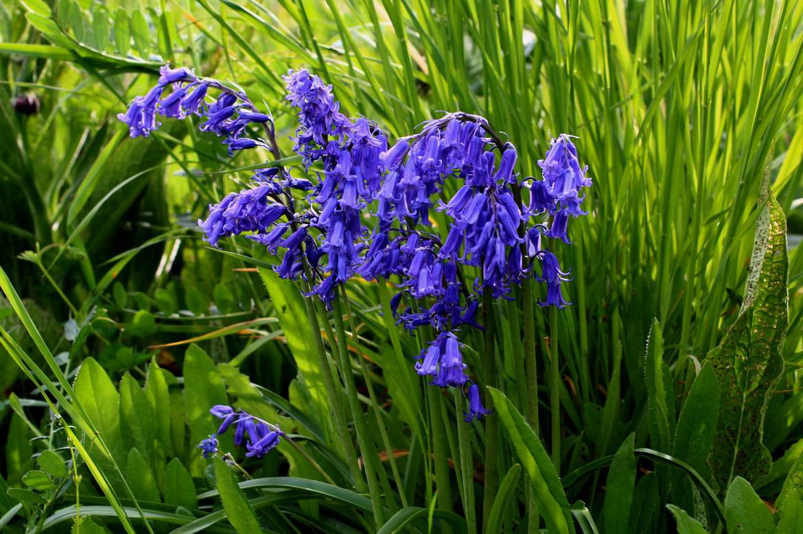 jacinthes des bois dans l'herbe