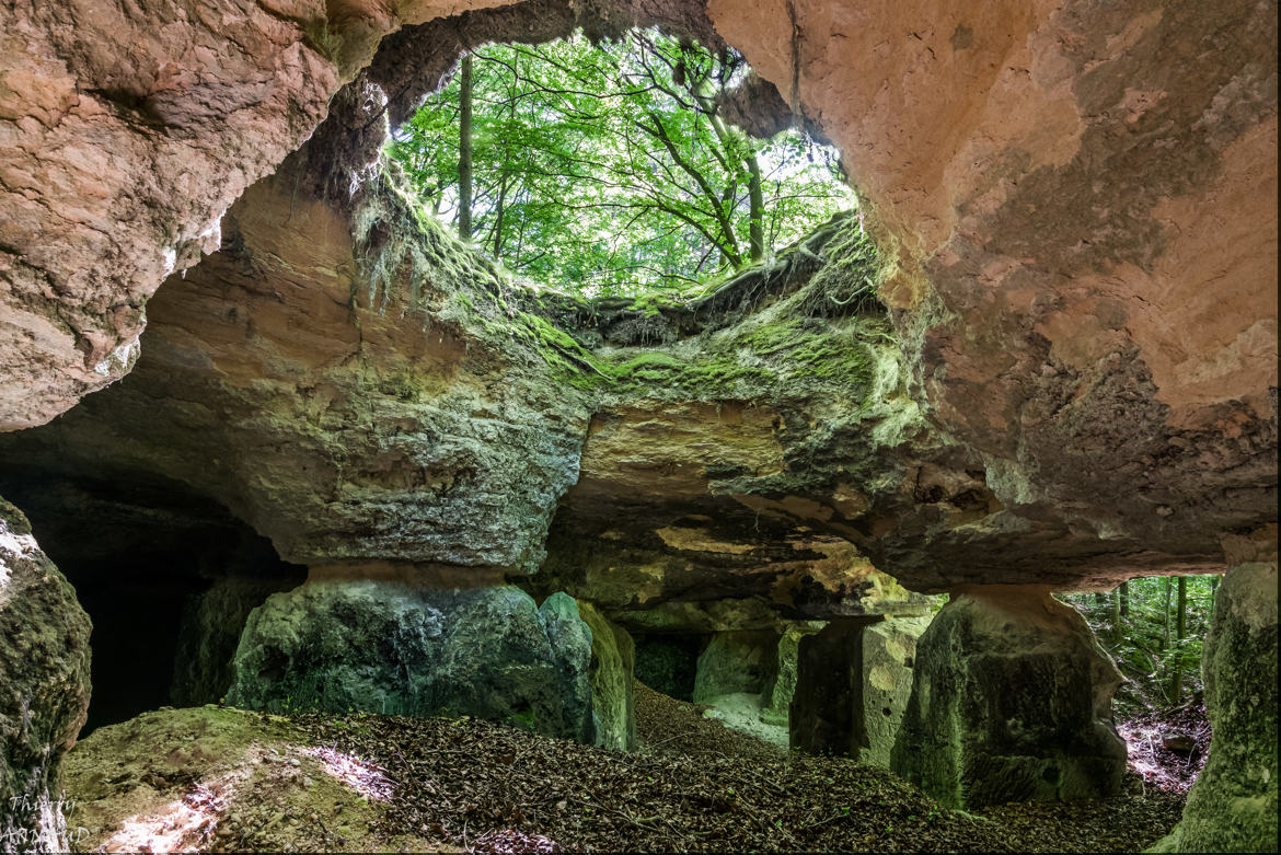 Dans la forêt des poilus