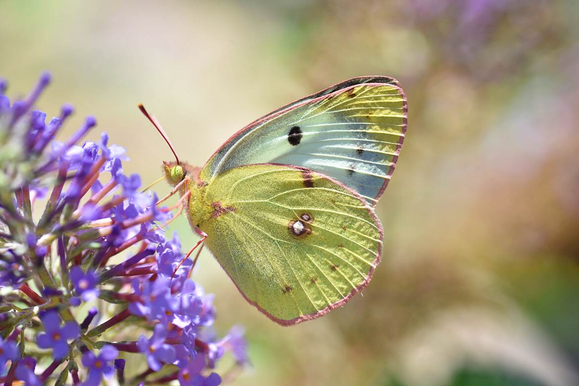 Fluoré dans la lumière