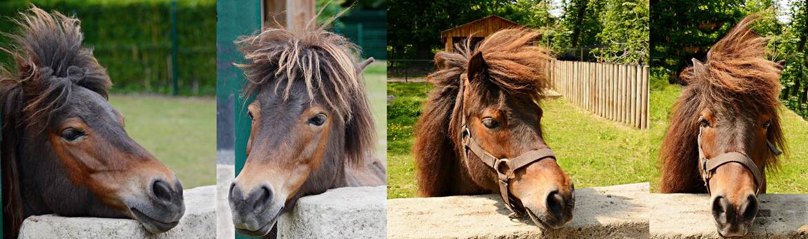 Capillarité équine