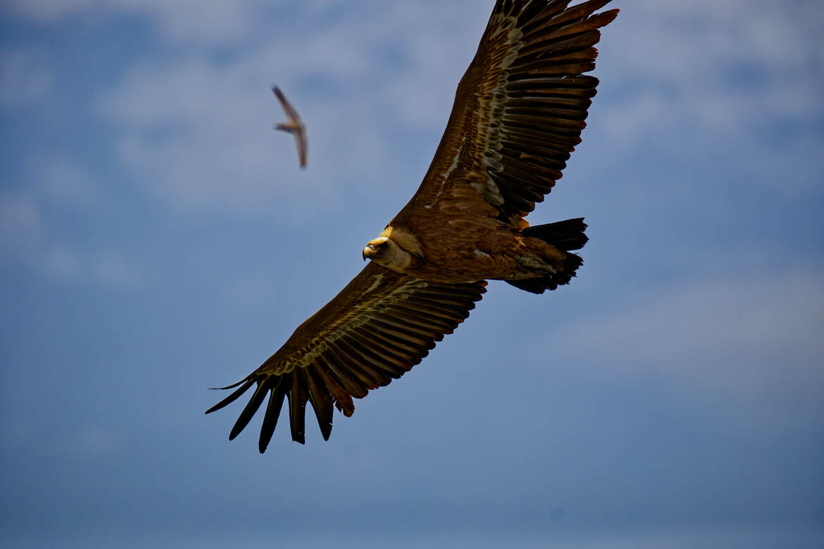 Il montre ses desous