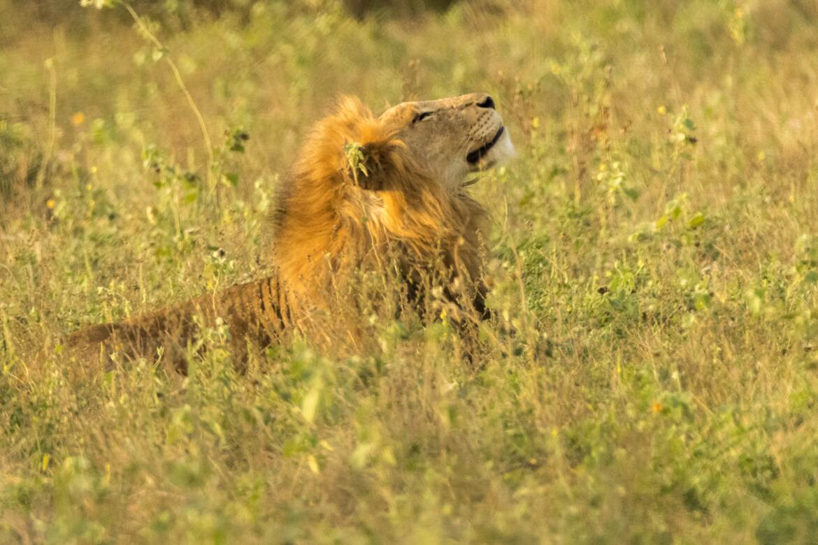 Kruger: réveil royal