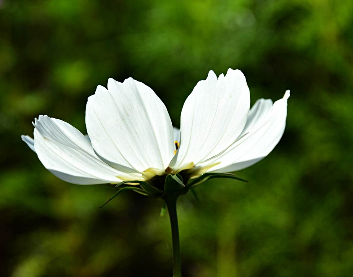 En robe blanche
