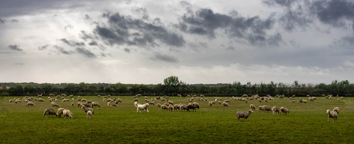 La patou et son troupeau