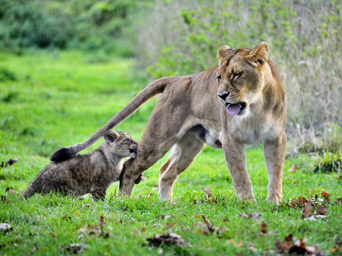 Le lionceau facétieux