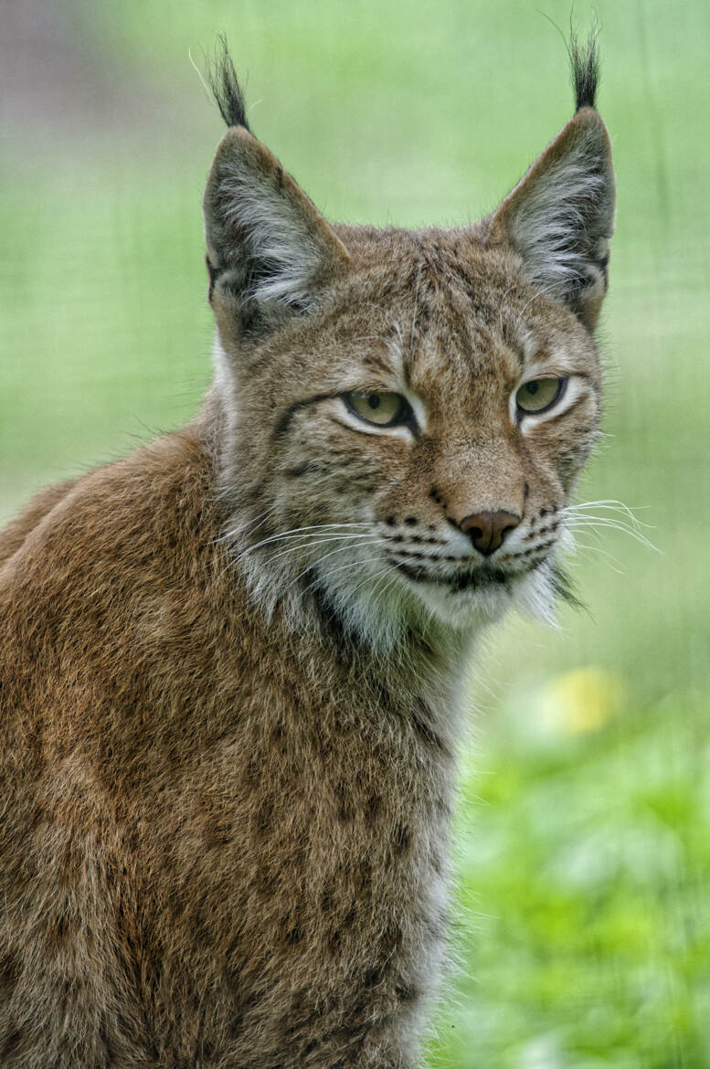 Lynx