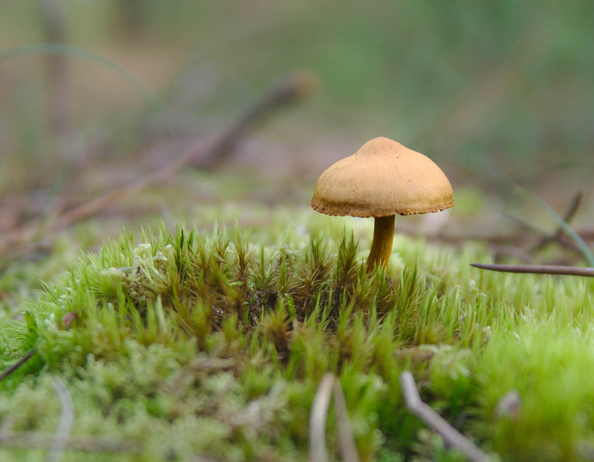 Champignon magique