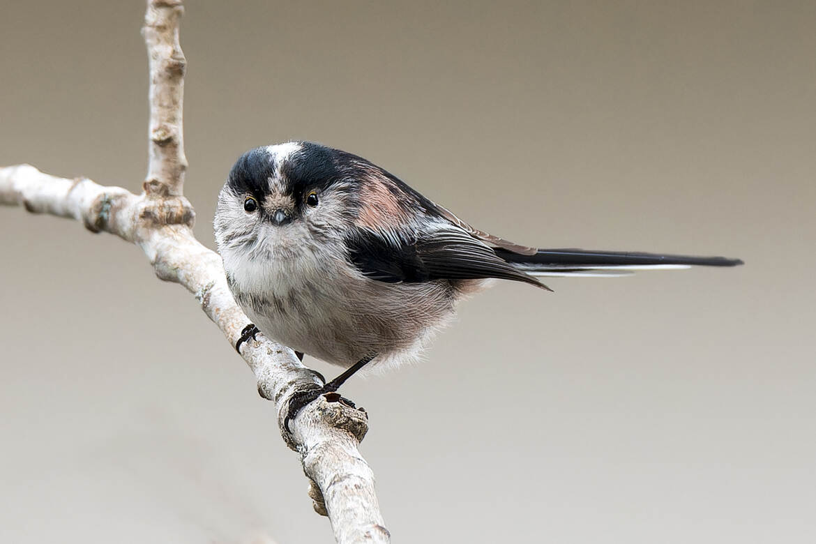 Les yeux dans les yeux!