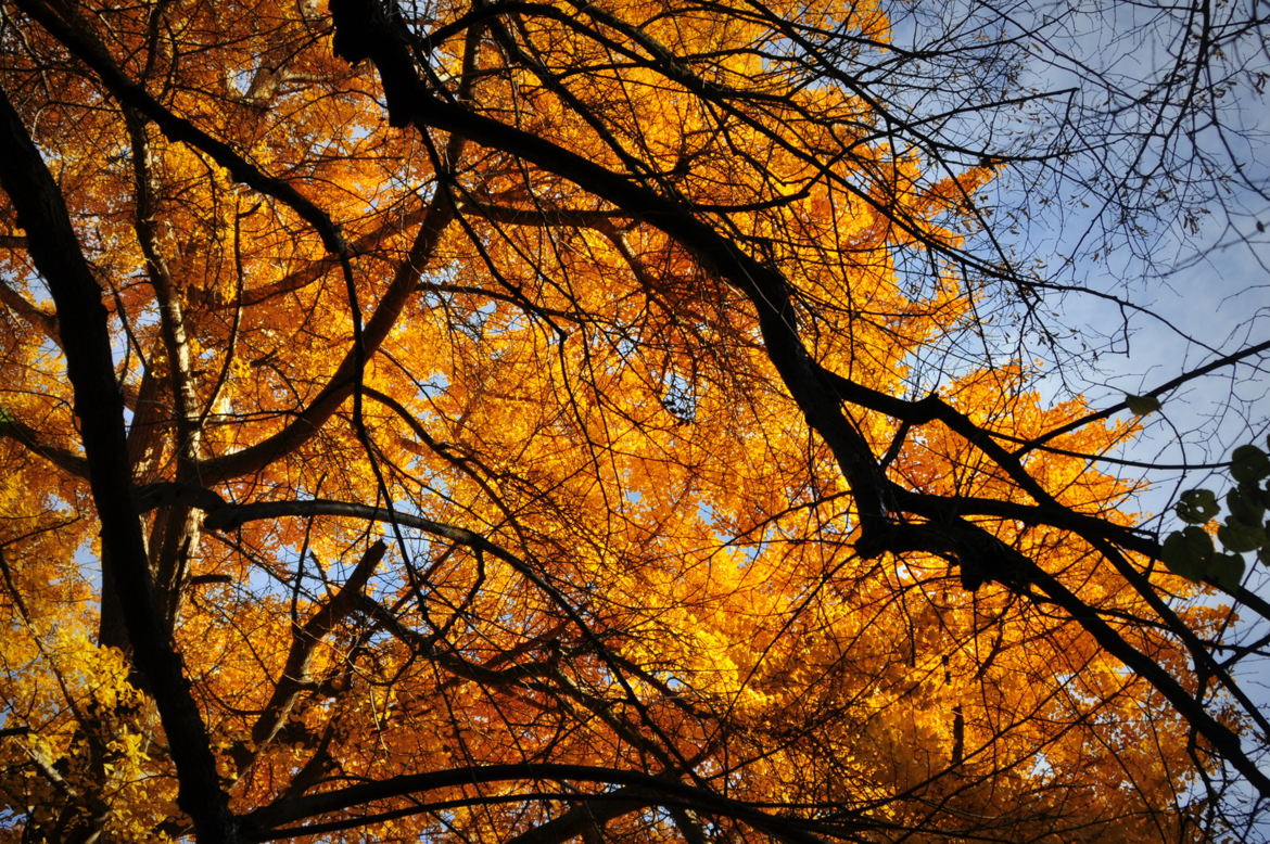 Sous la ramure d'un ginkgo biloba