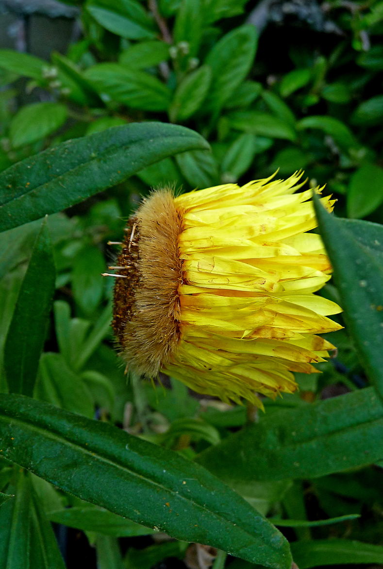 pluie fatale pour cette immortelle