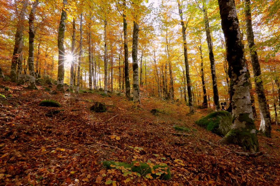 Matin d'octobre