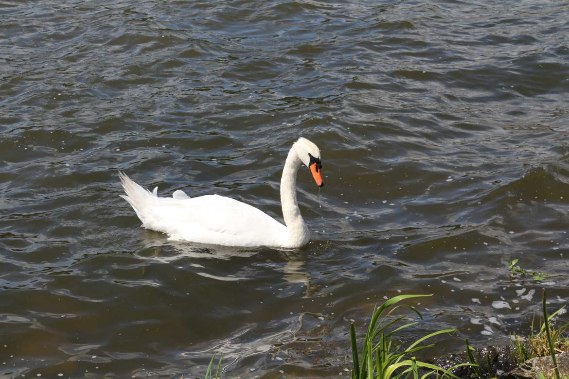 Cygne