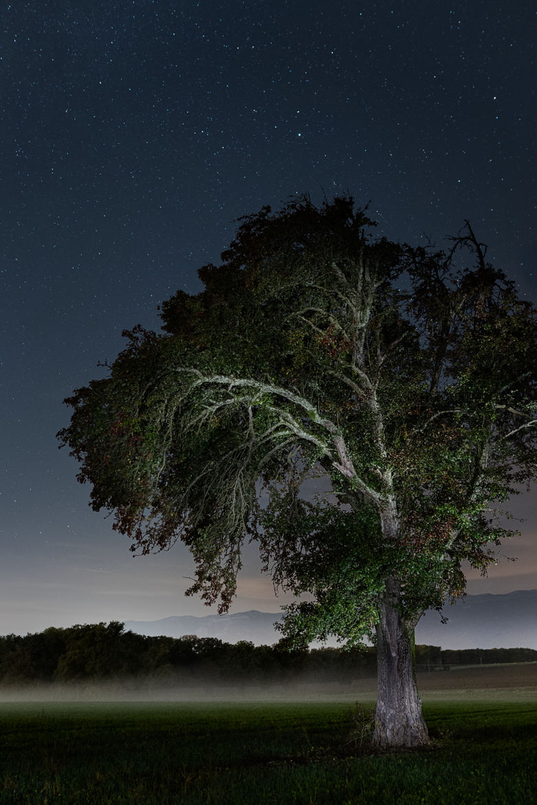 Juste un arbre