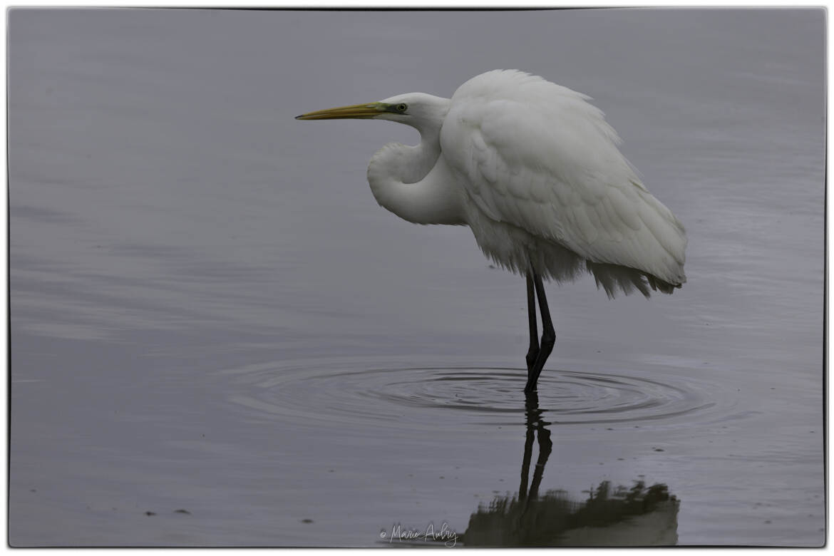 Aigrette