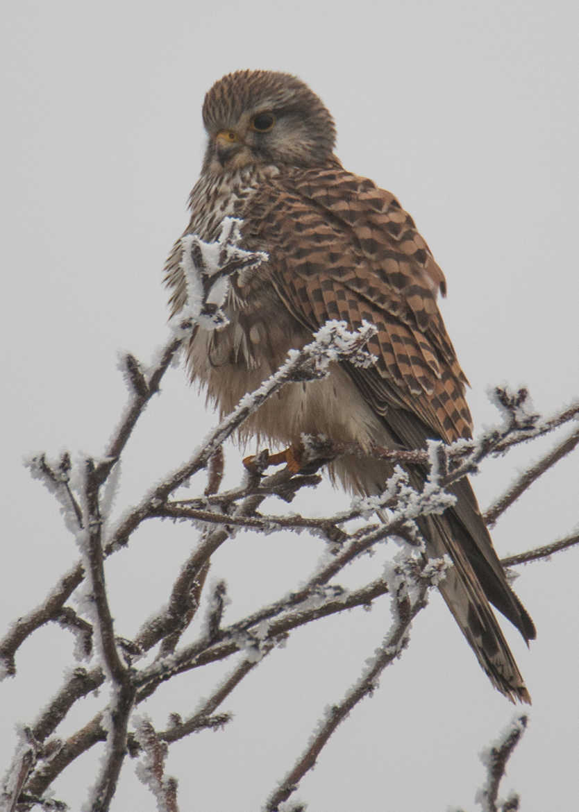 faucon crécerelle dans le froid