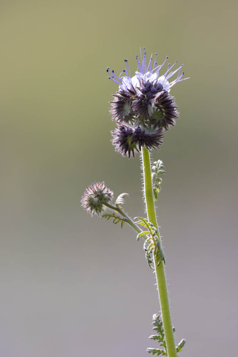 Fleur bleue lavande