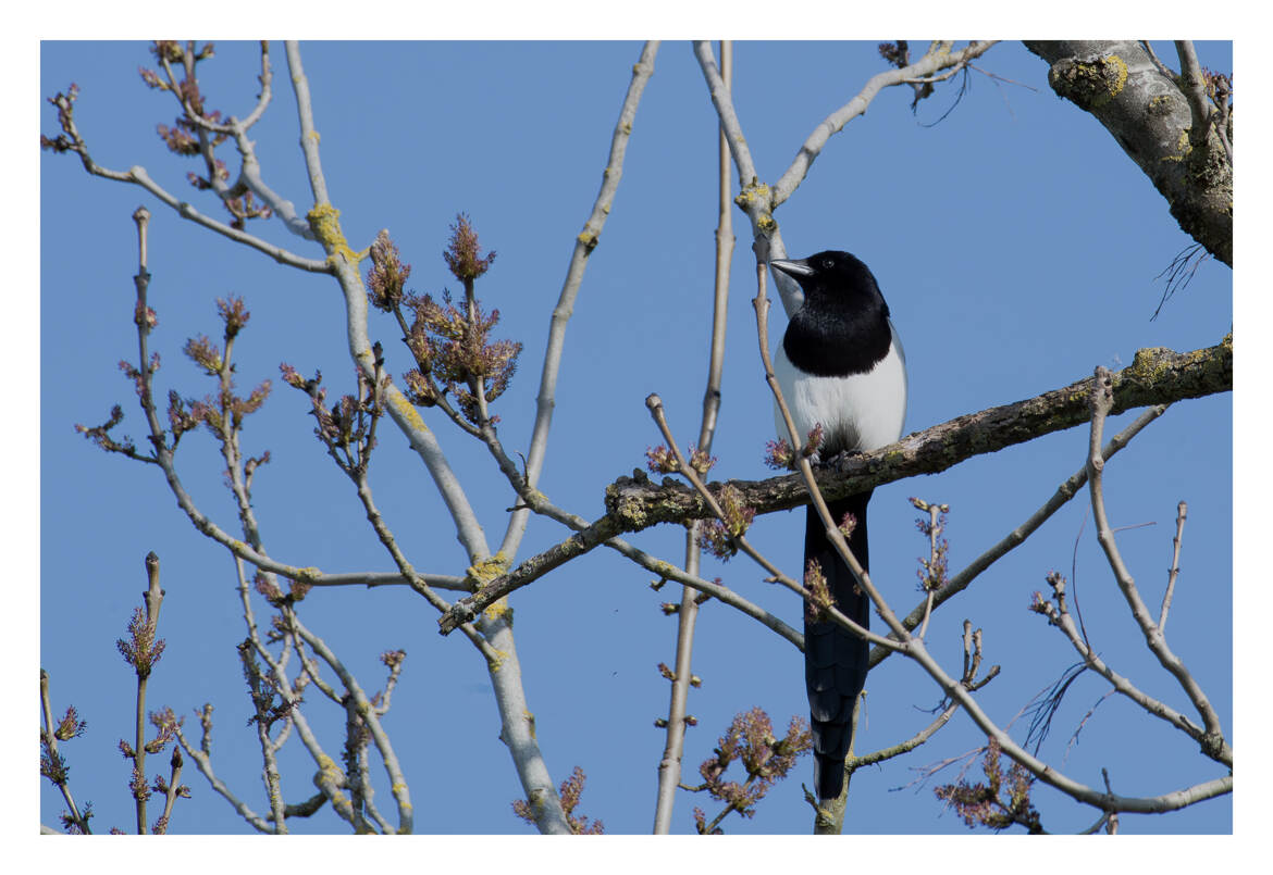 Fièrement perché au sommet d'un arbre