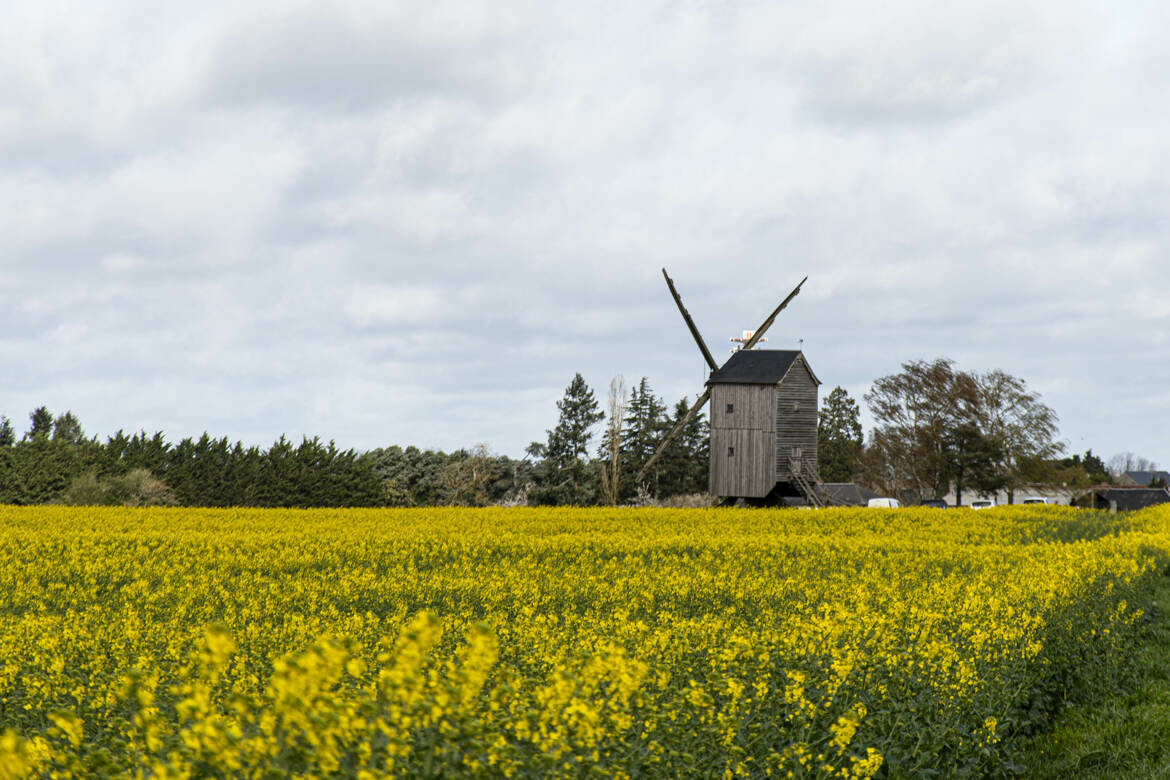 le moulin jaune