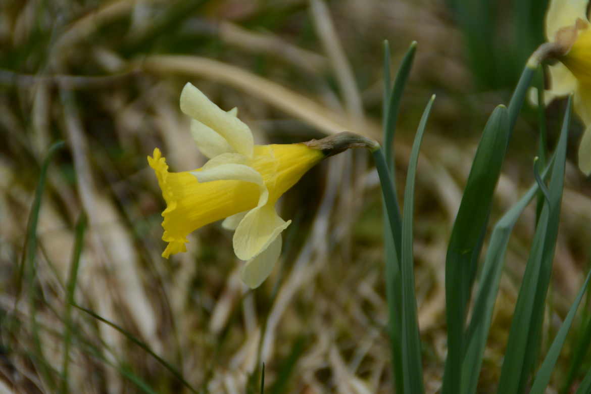 jonquille de gerardmer