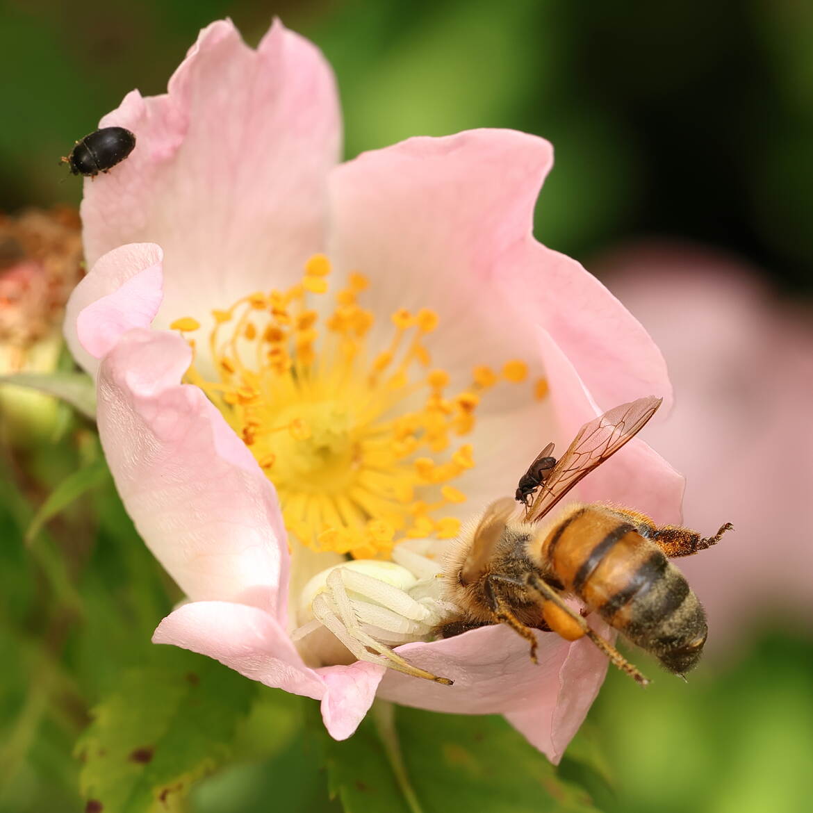 Toutes ces bestioles sur une même fleur !