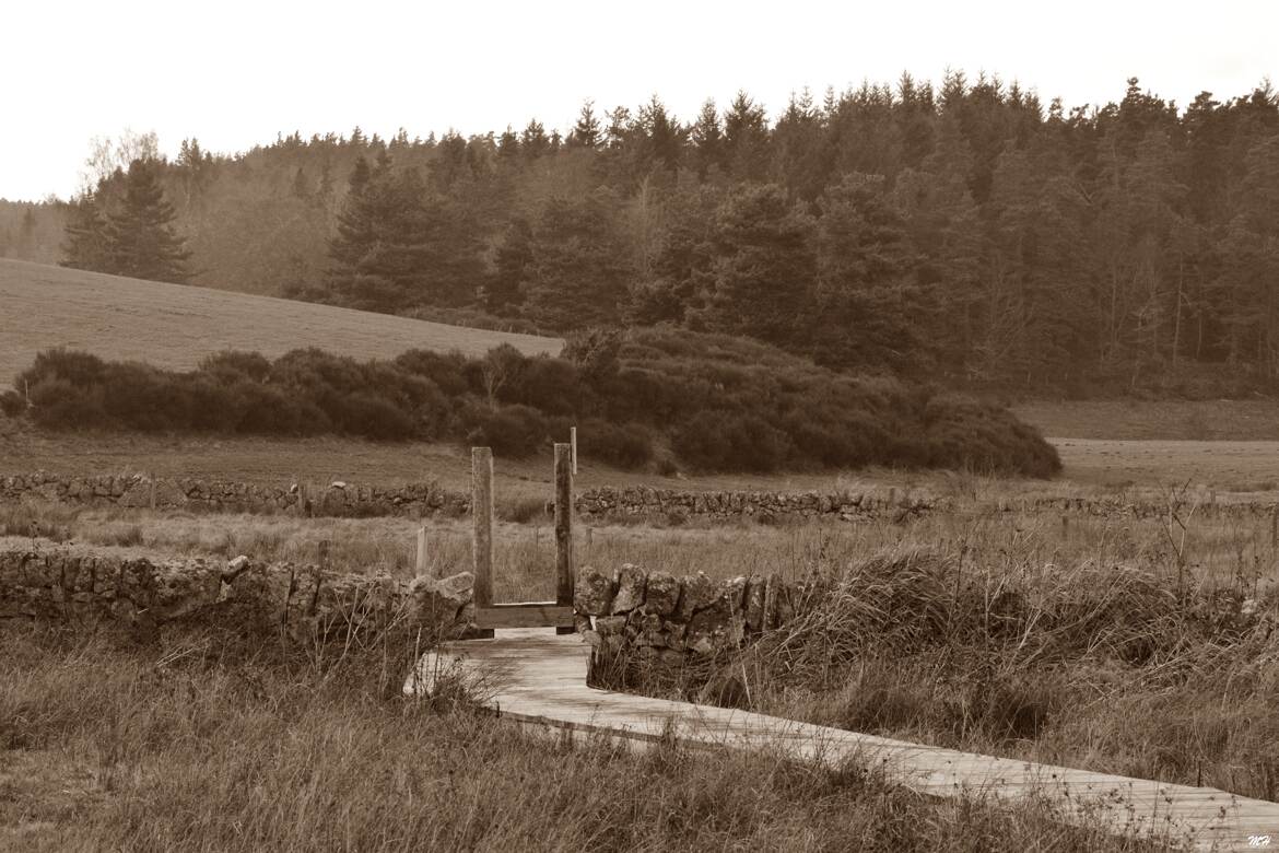 Chemin de bois