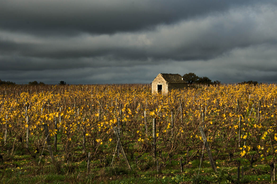 Coulée de Serrant (2)