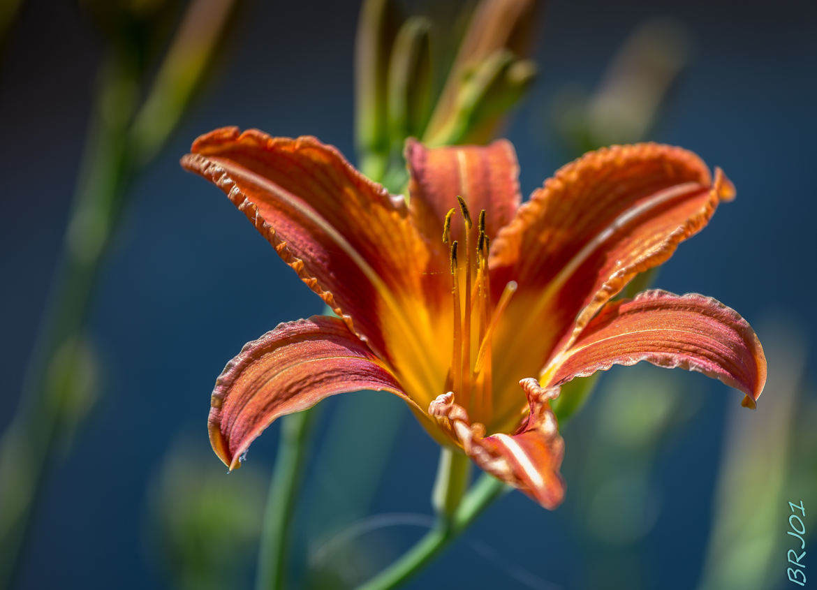 Lys au soleil