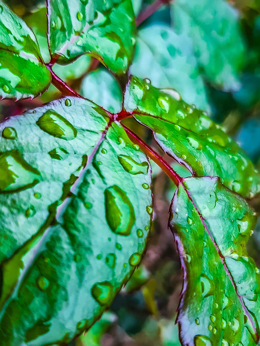Le poids des gouttes d'eau