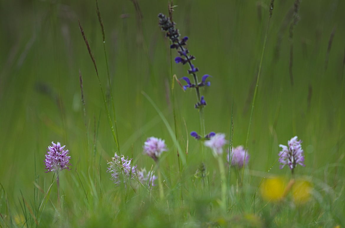 Orchis singe dans la prairie