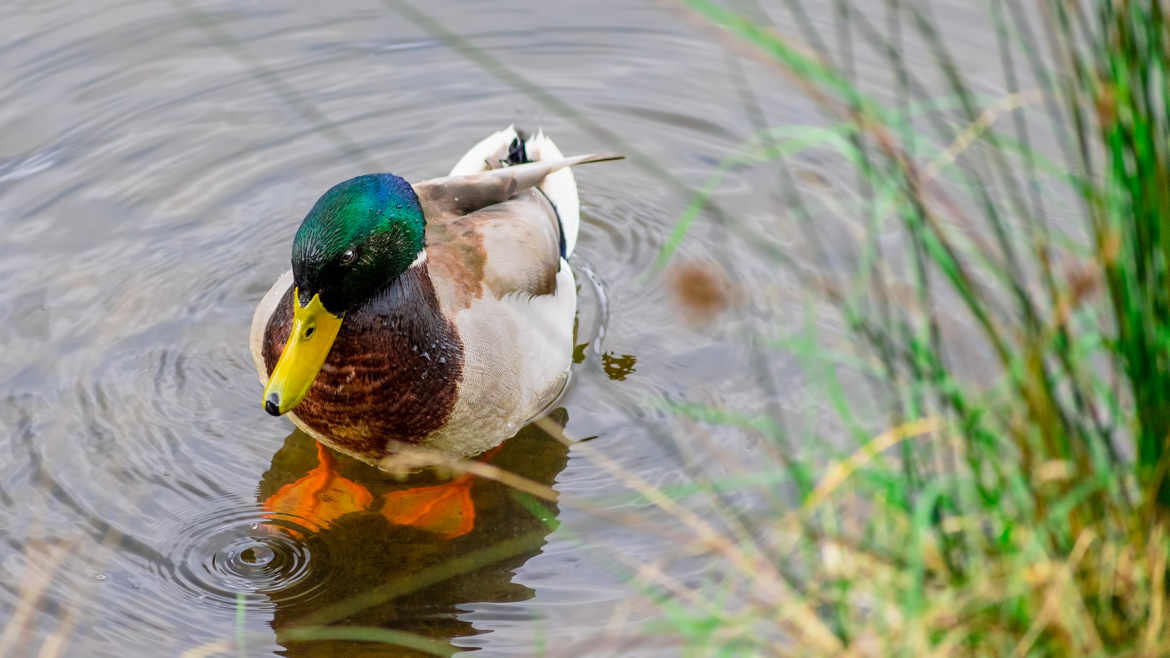 Le Colvert