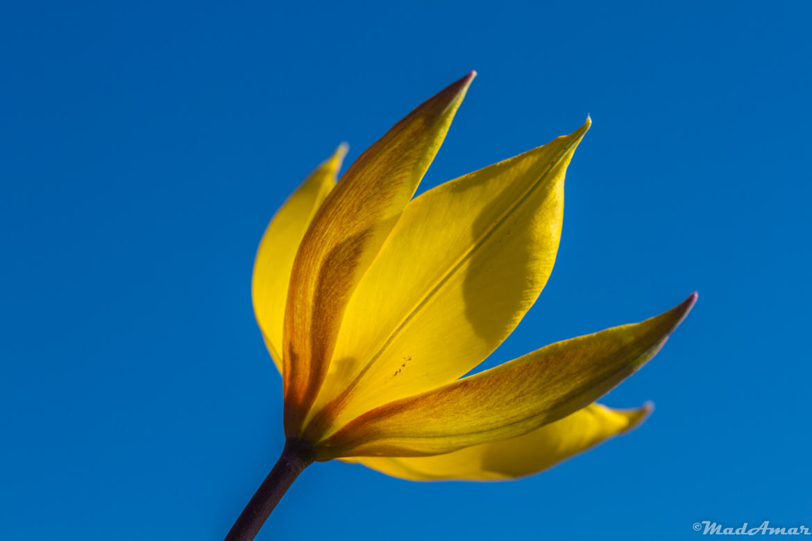 Tulipa sylvestris