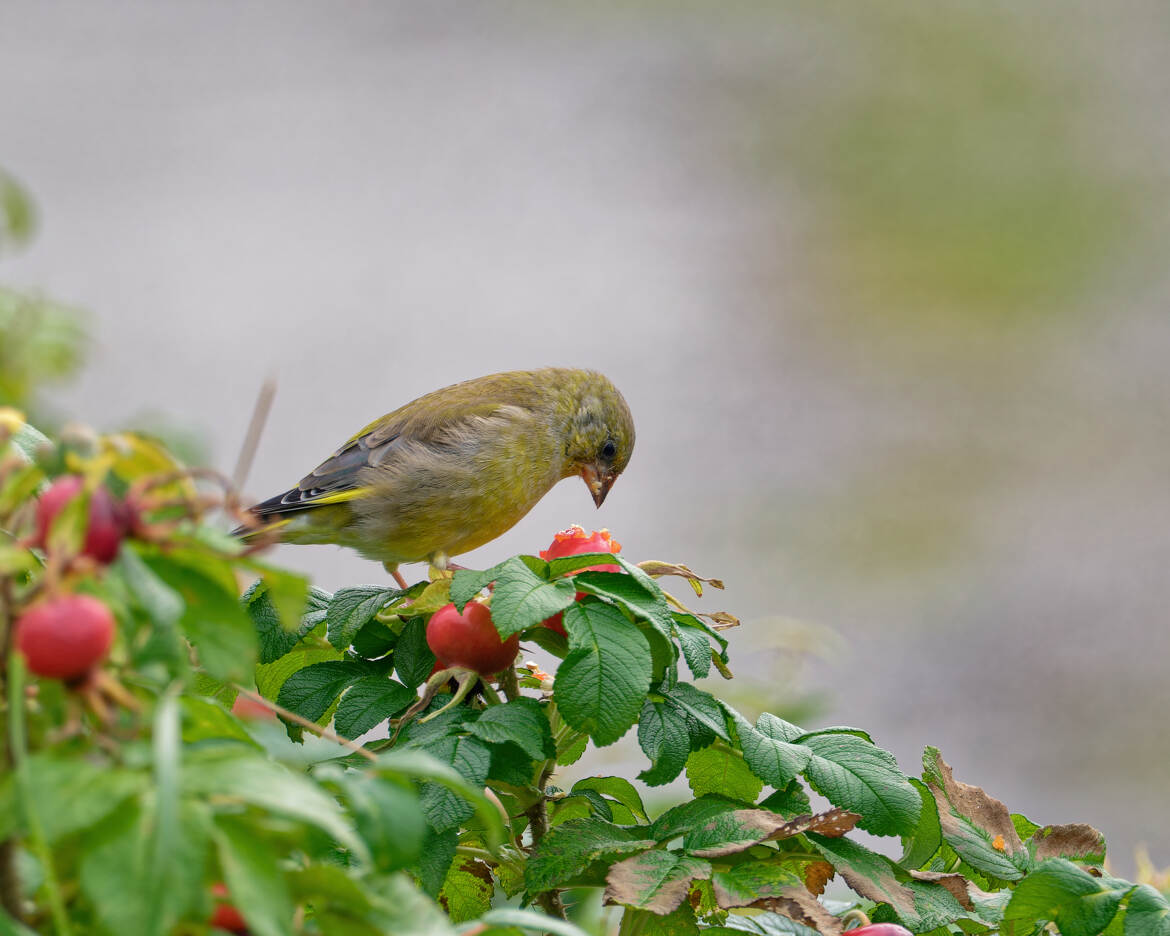 Le verdier et les baies rouges.