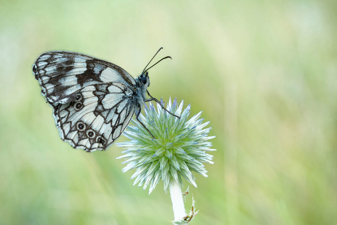 Echinops et demi-deuil.