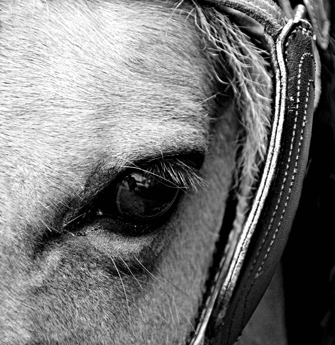 Quart de tête de cheval