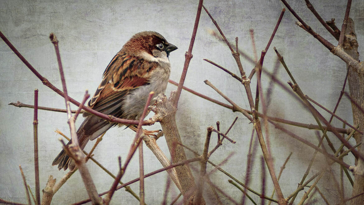 Mon premier moineau pour avis