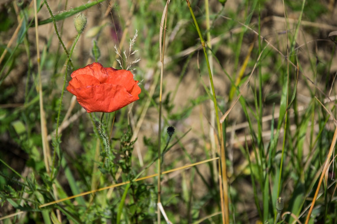 Coquelicot