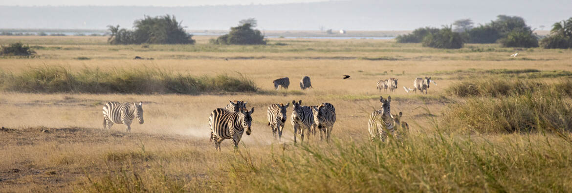 Dans les plaines d'Amboseli